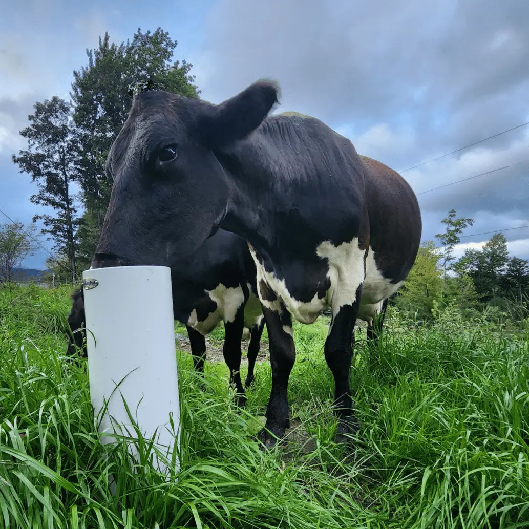 Horse Waterer - The Drinking Post