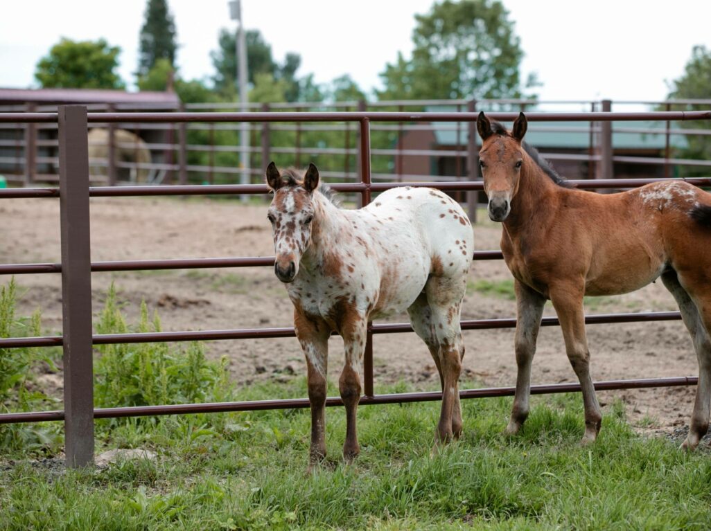 Continuous Fence Panel - 20'