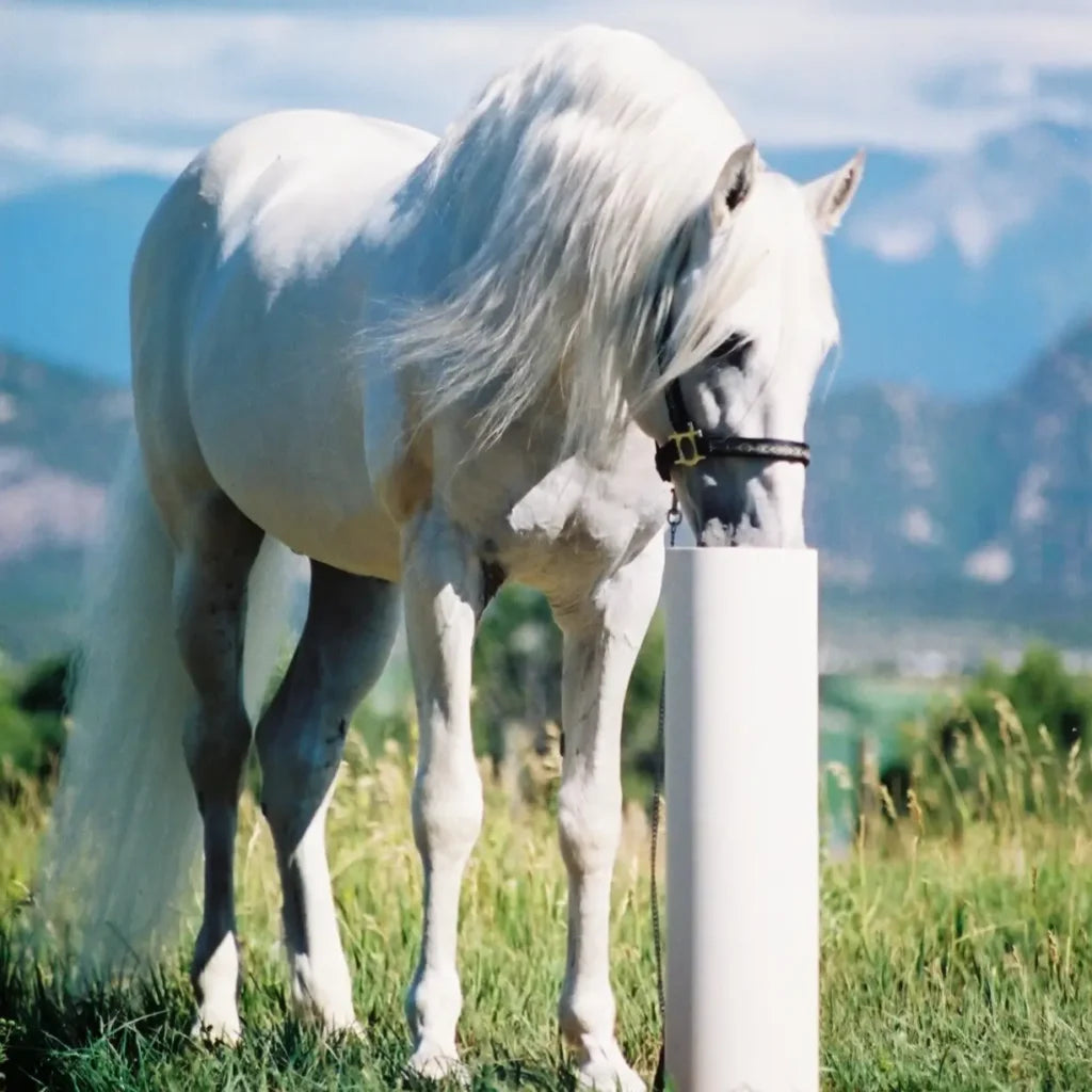 Horse Waterer - The Drinking Post