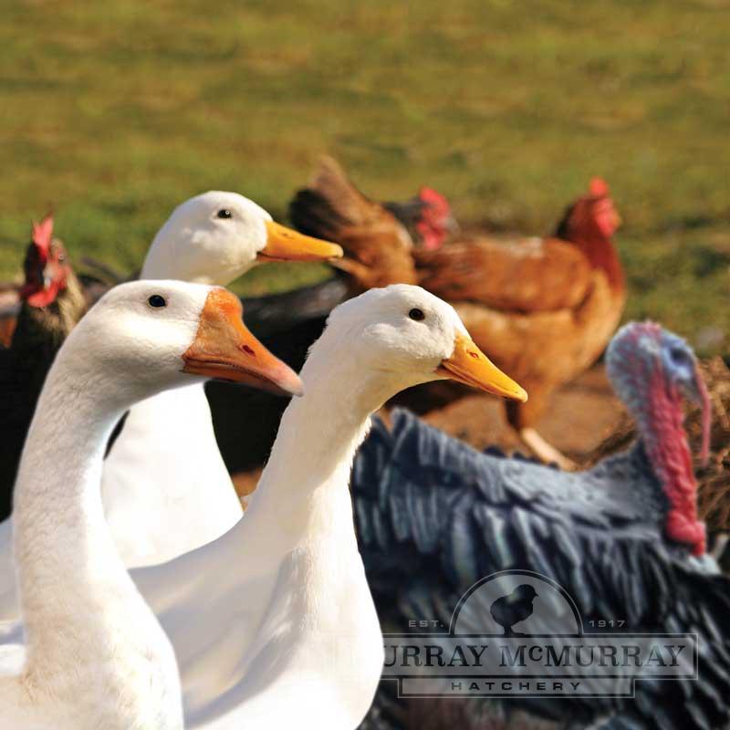 Homesteader's Delight (16 Birds) (Please check availability)