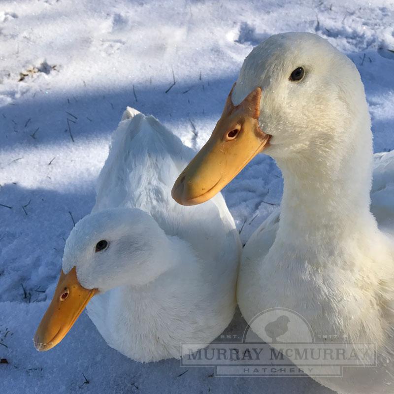 Pekin Duck - White