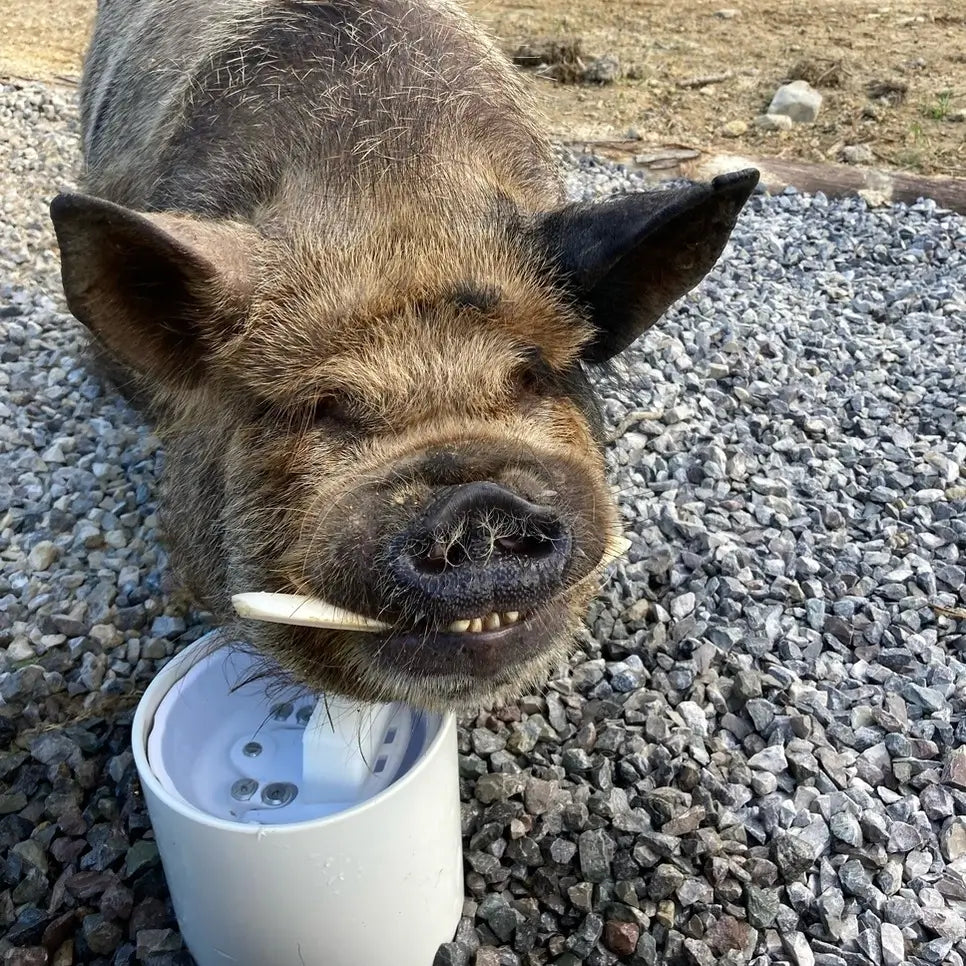 Horse Waterer - The Drinking Post