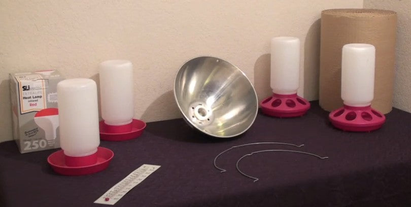 Starter Kit for Chicks