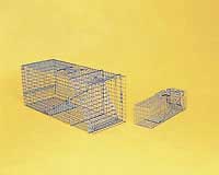 Racoons, Woodchucks, Opposums & Stray Cats