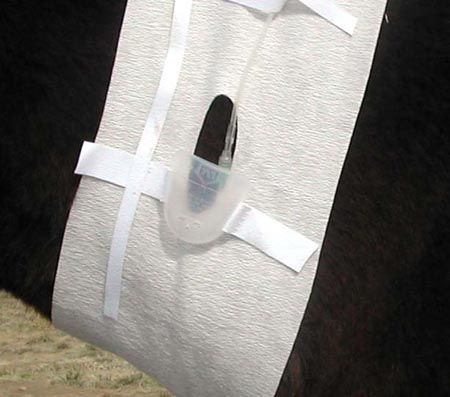 Tapeless Reusable Non-Adhesive Dressing System - Jugular Holder