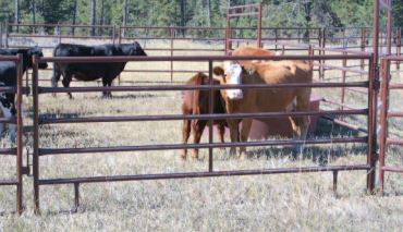 Corral Panels- 60" Tall - 2"