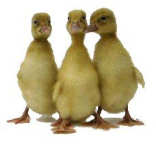 Buff Ducks