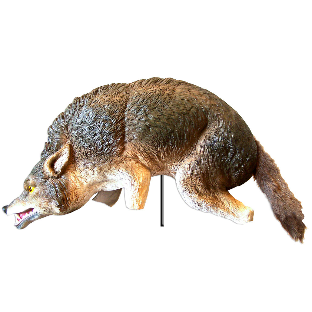 3D Coyote
