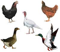 Homesteader's Delight (16 Birds) (Please check availability)