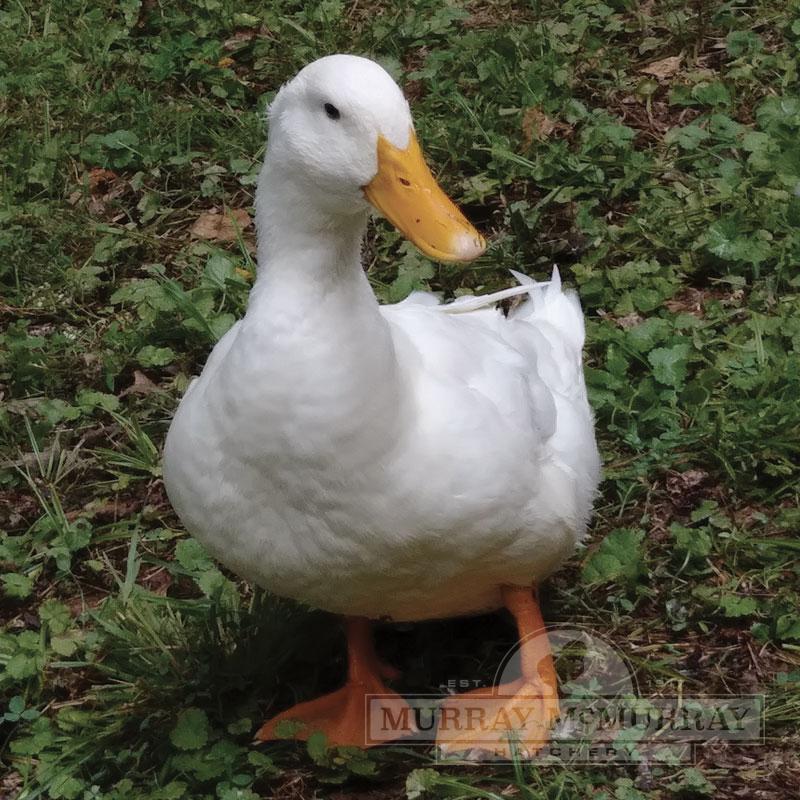 Pekin Duck - White