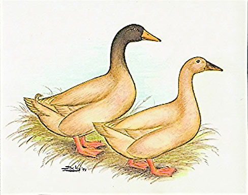 Buff Ducks