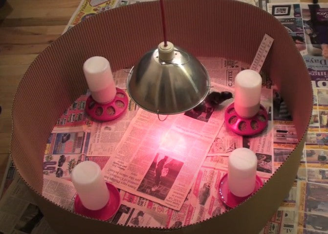 Starter Kit for Chicks