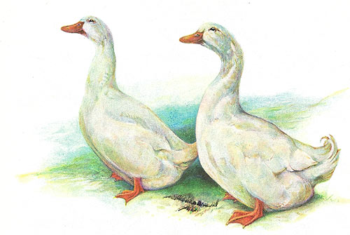 Pekin Duck - White